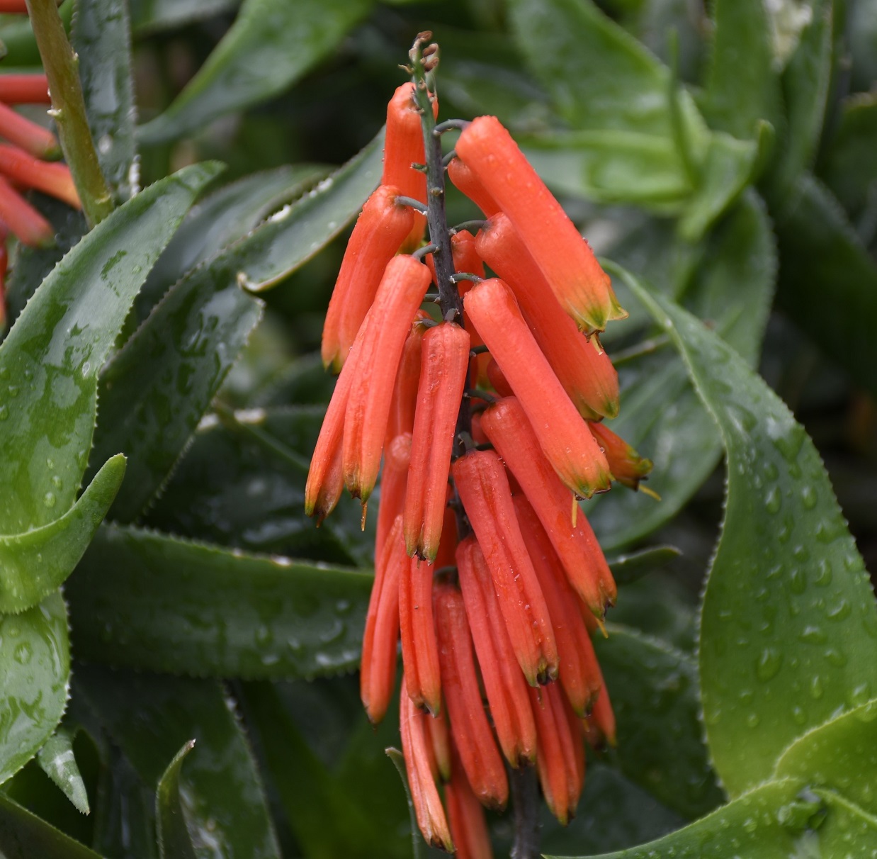 Изображение особи Aloe ciliaris.