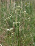 Eremogone longifolia