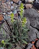 Pedicularis dubia