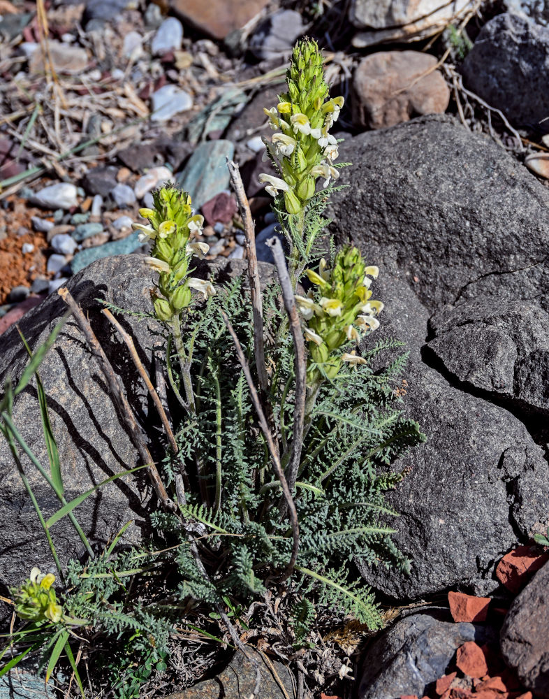 Изображение особи Pedicularis dubia.