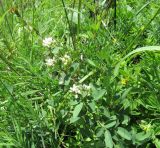 Lespedeza juncea