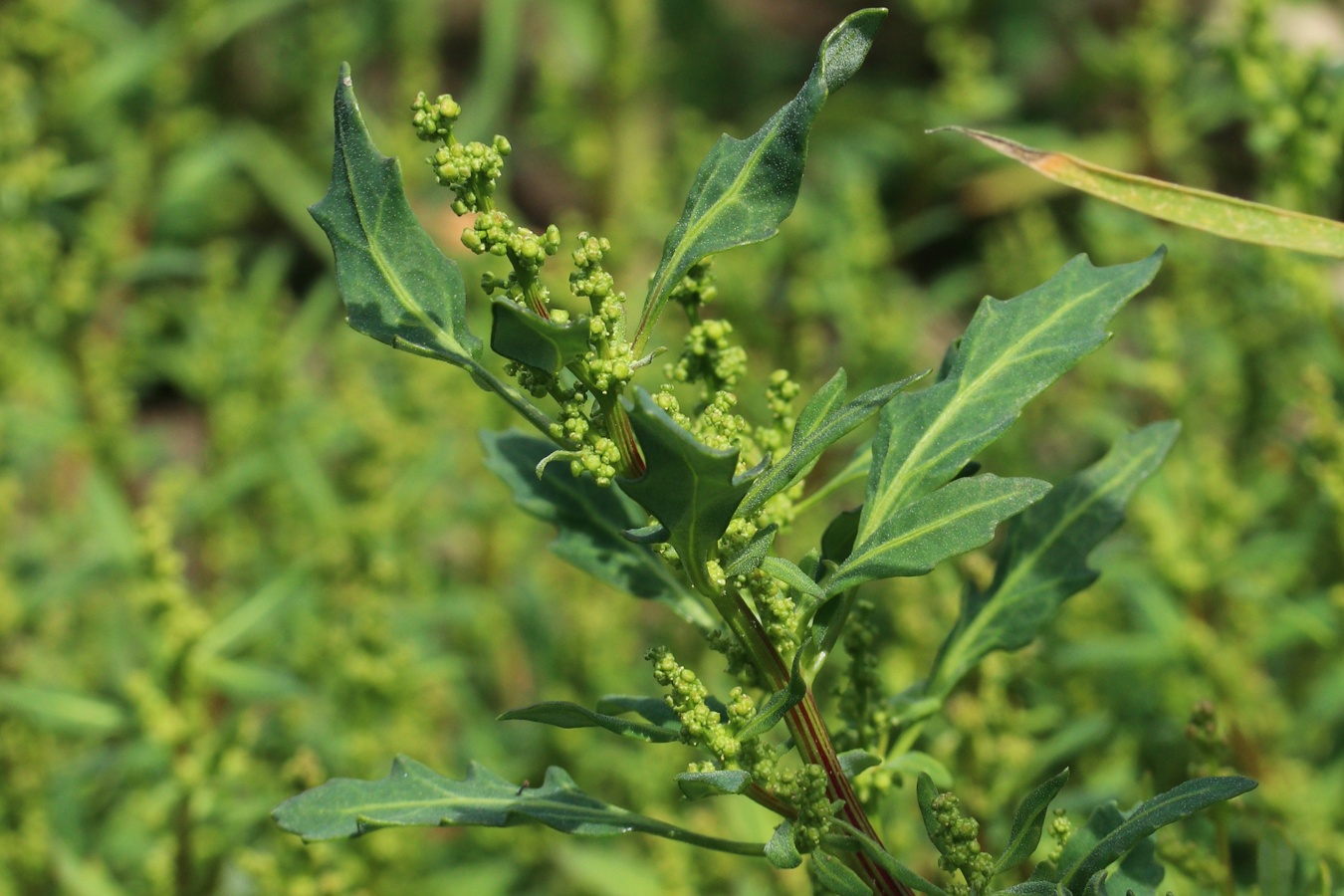 Изображение особи Oxybasis glauca.