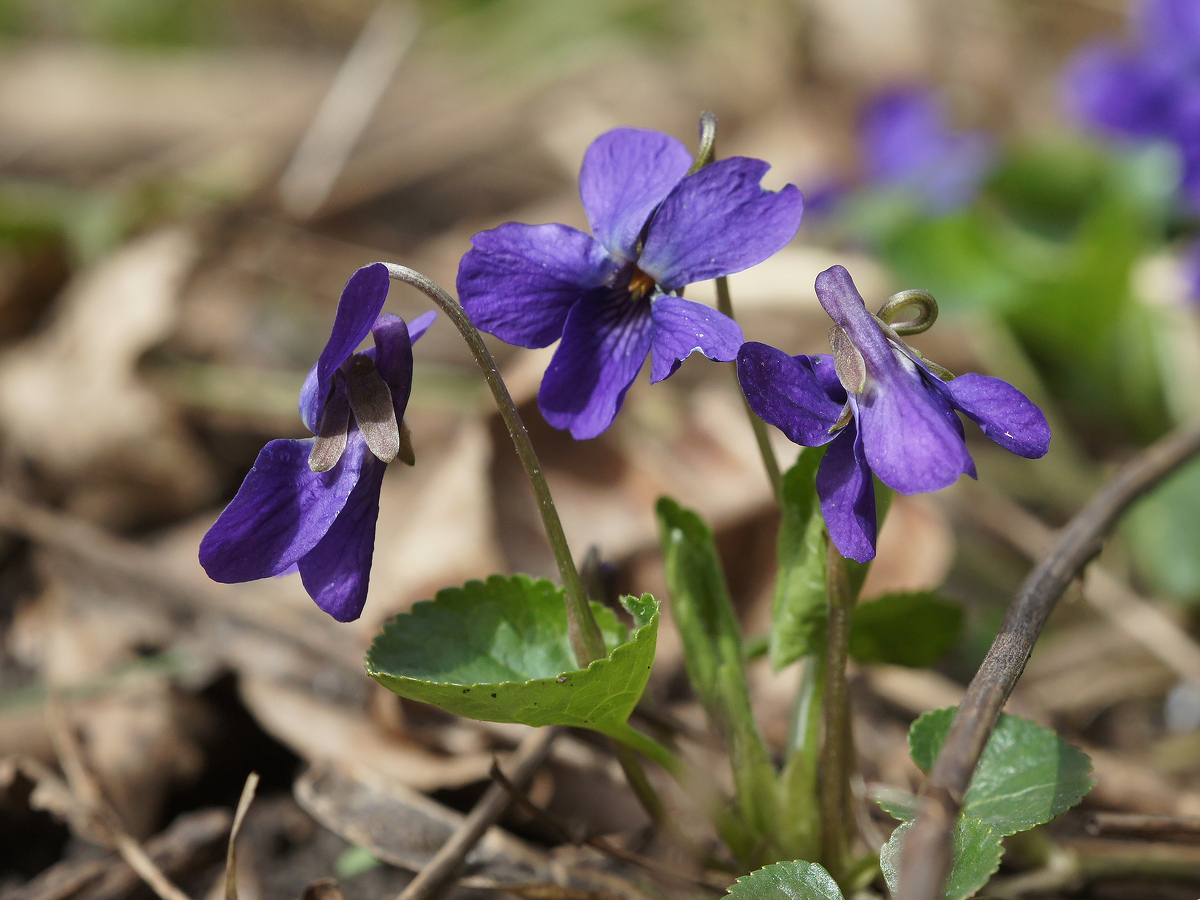 Image of Viola odorata specimen.