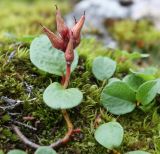 Salix nummularia. Плодоносящее растение. Мурманская обл., Хибины, тундра на склоне г. Кукисвумчорр. 11.08.2010.