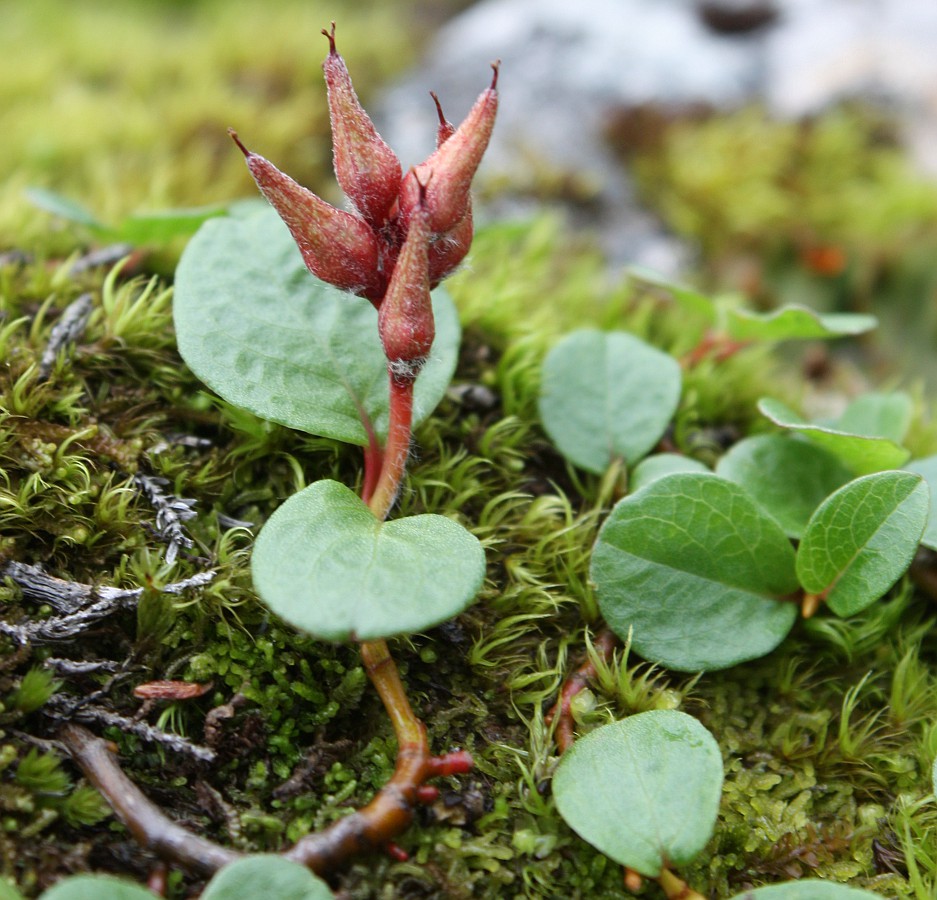 Изображение особи Salix nummularia.