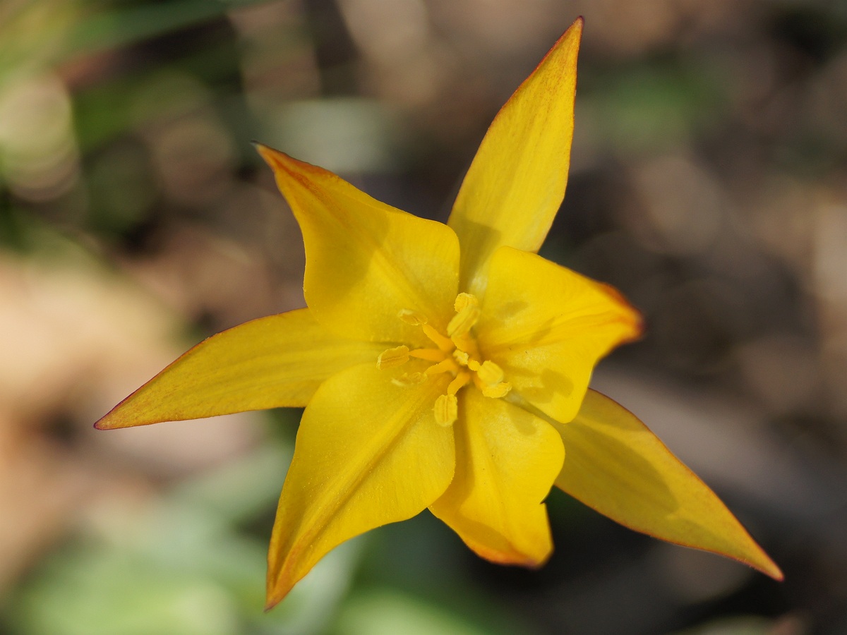 Image of Tulipa biebersteiniana specimen.