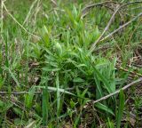 genus Euphorbia. Растение в начале вегетации. Республика Башкортостан, Хайбуллинский р-н, Антинганский сельсовет, окр. дер. Янтышево, долина р. Сакмара, надпойменная терраса, закустаренный разнотравный луг. 28 апреля 2024 г.