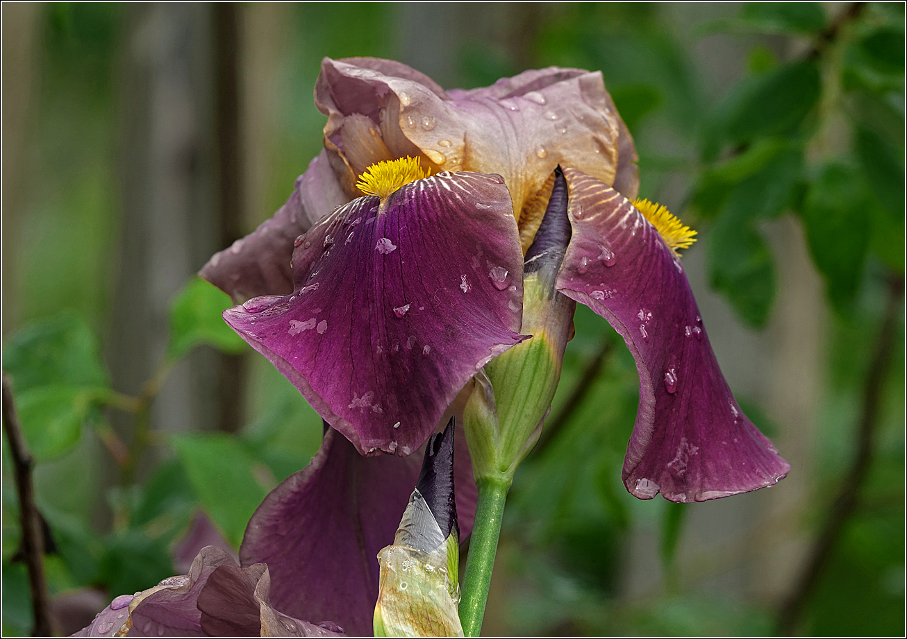 Image of Iris &times; hybrida specimen.