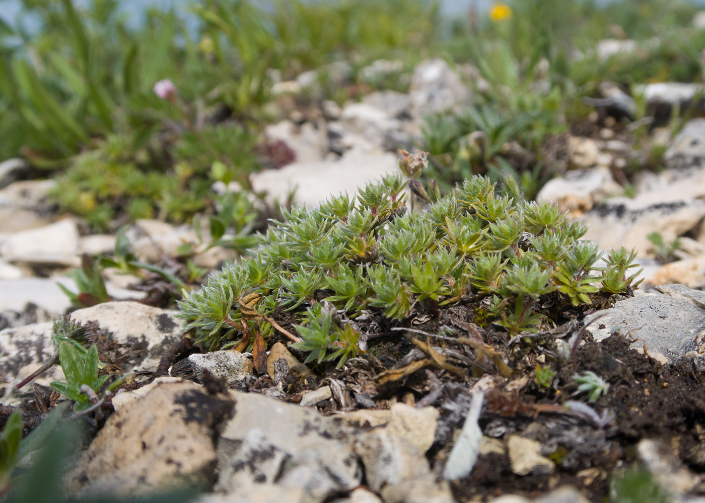 Image of Androsace villosa specimen.