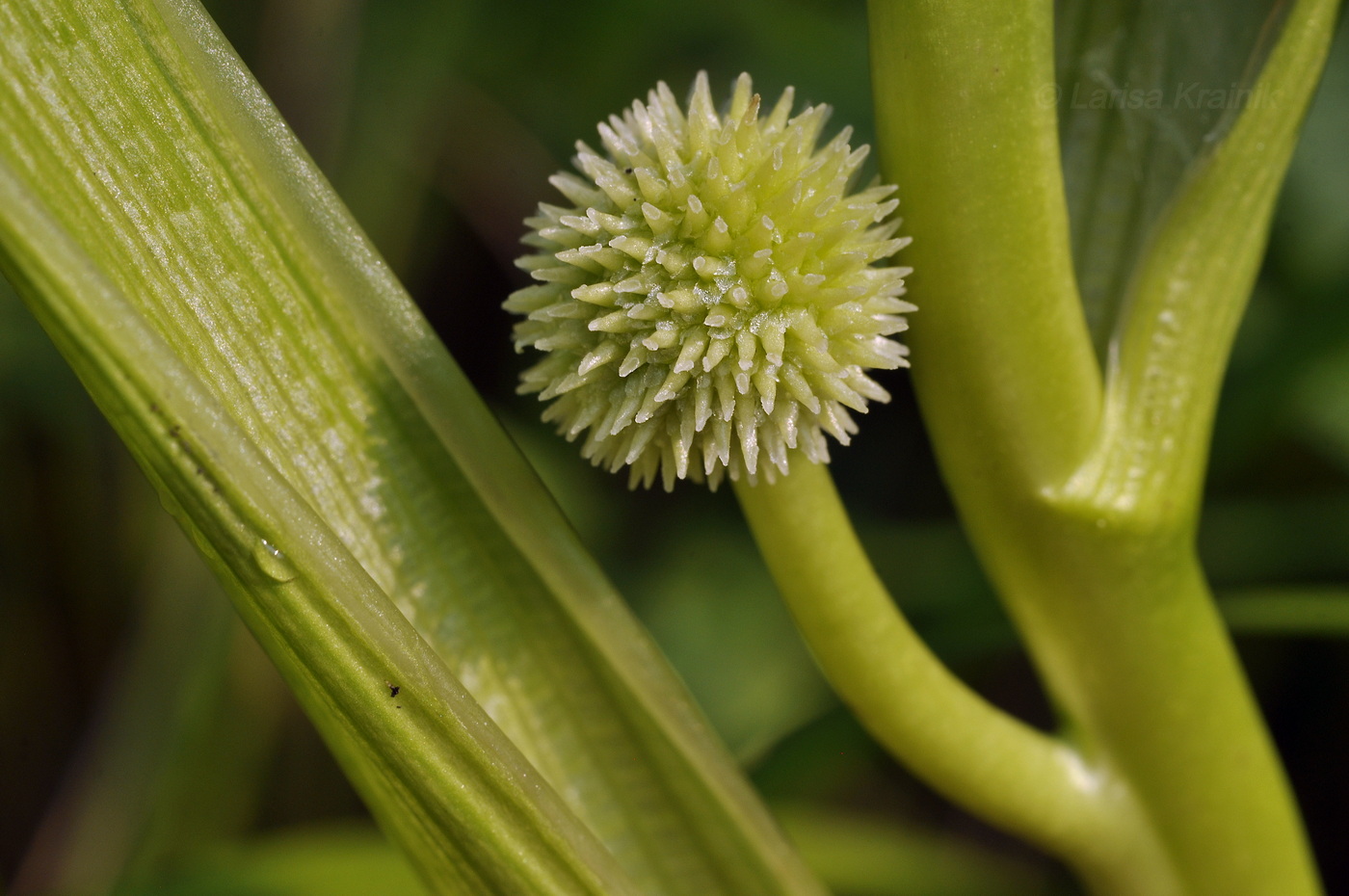 Изображение особи Sparganium glomeratum.