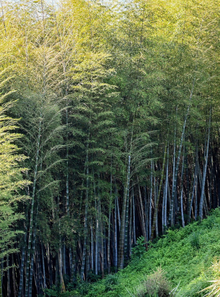 Изображение особи Phyllostachys pubescens.