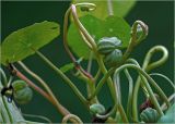 Image of taxon representative. Author is Виталий Гуменюк