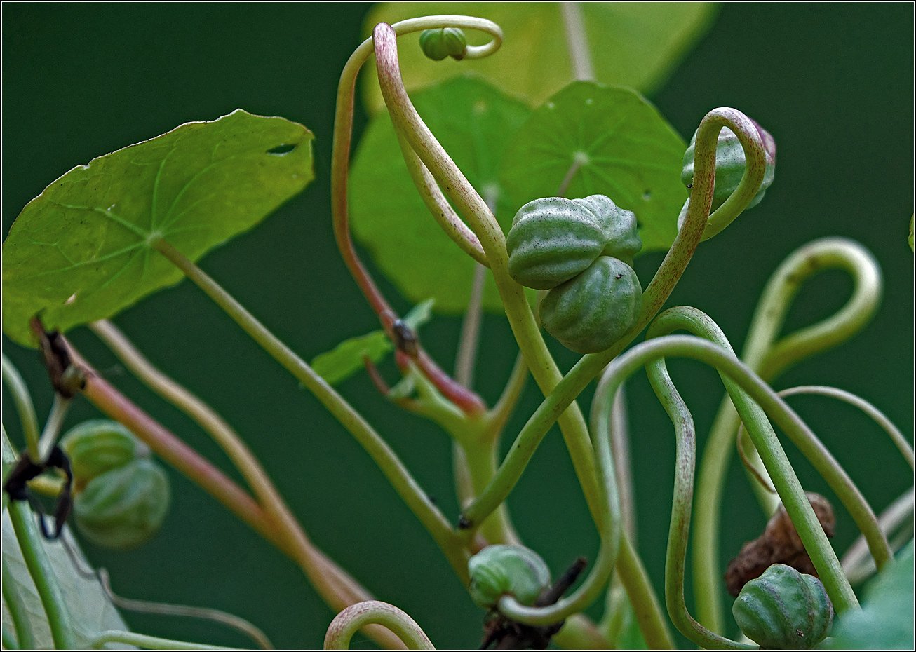 Image of Tropaeolum majus specimen.