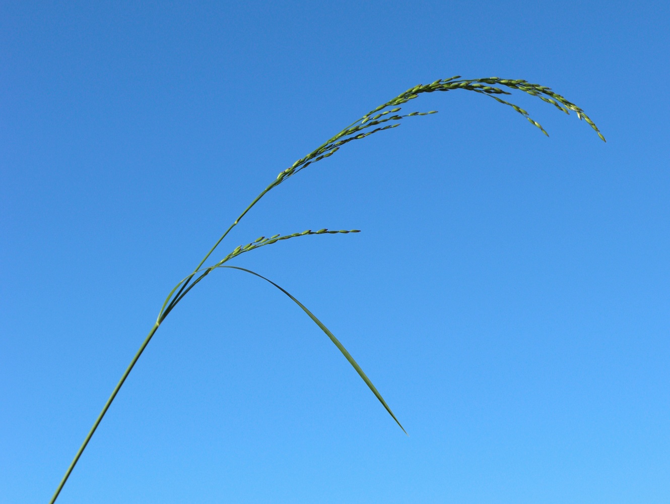 Изображение особи Agrostis gigantea.