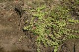 Lysimachia nummularia. Вегетирующее растение. Калужская обл., Ульяновский р-н, р. Вытебеть, 500 м ниже устья безымянного руч., берег. 29 августа 2024 г.