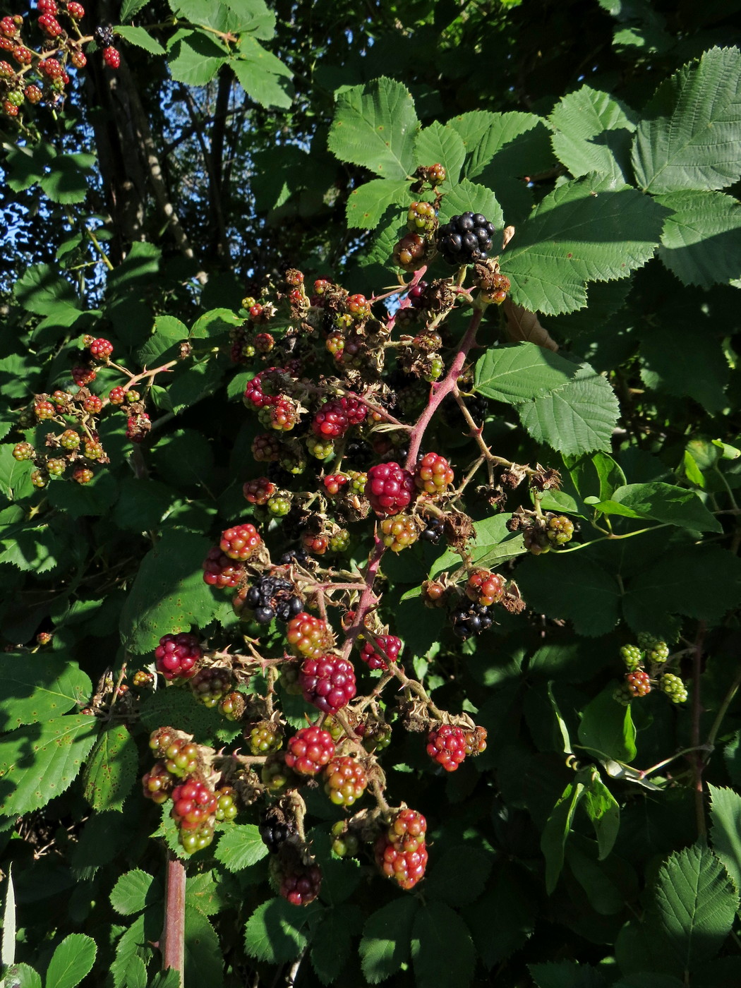 Image of Rubus sanctus specimen.