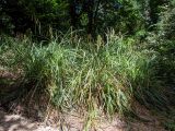 Carex pendula