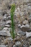 Conyza canadensis