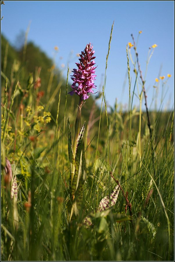 Image of Dactylorhiza &times; kerneriorum specimen.