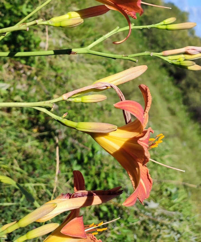 Изображение особи Hemerocallis fulva.