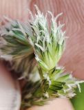 Alopecurus pratensis