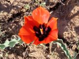 Tulipa alberti
