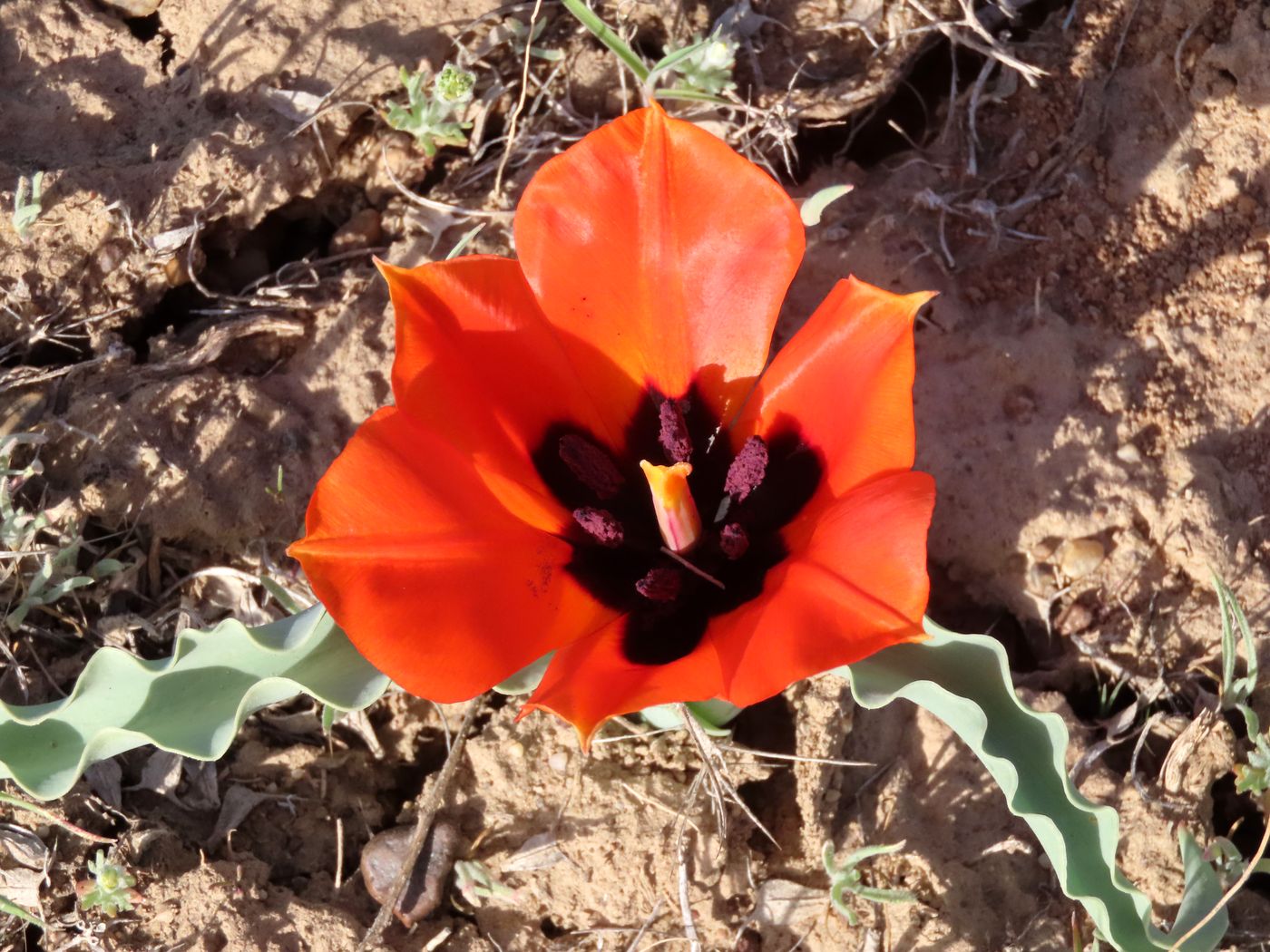 Image of Tulipa alberti specimen.