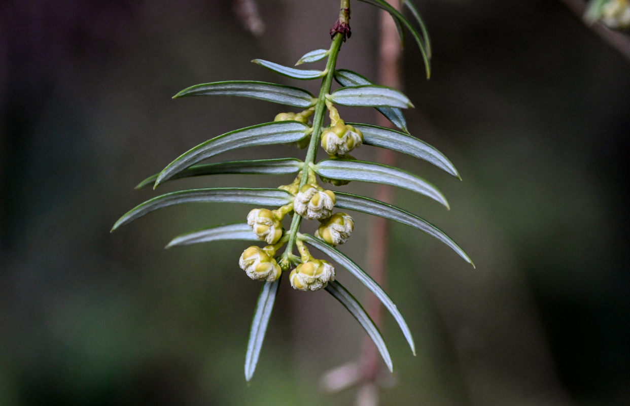 Image of Cephalotaxus harringtonia specimen.