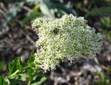 Cardaria draba