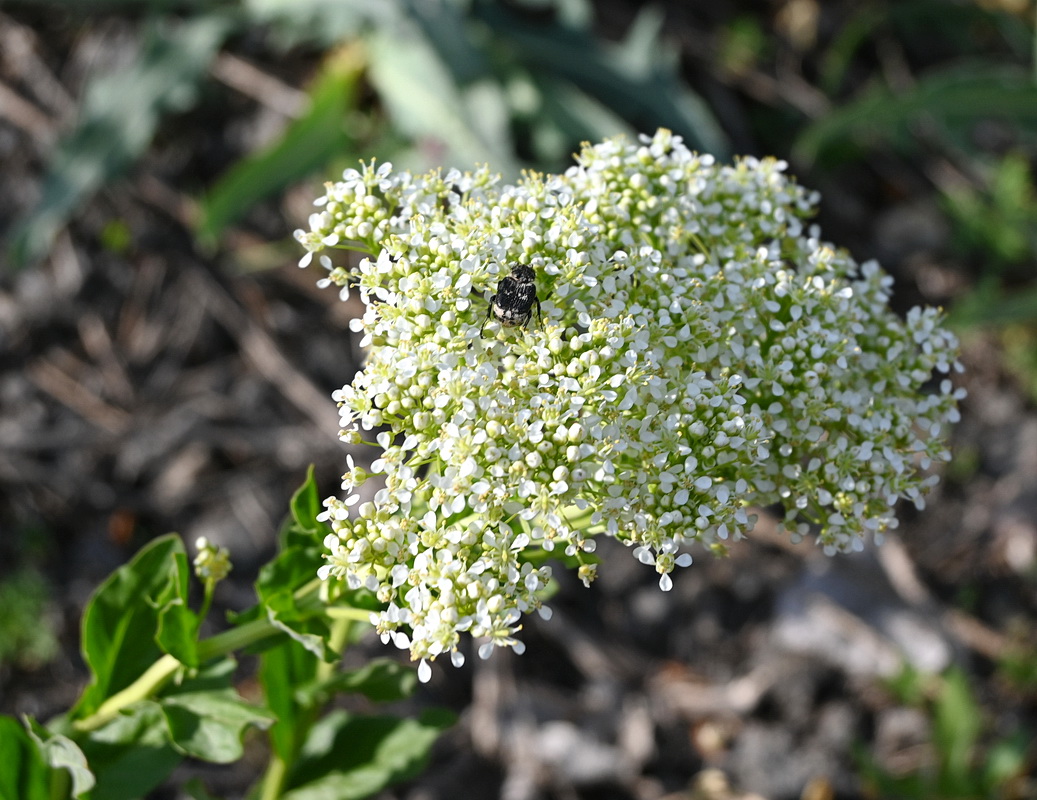 Image of Cardaria draba specimen.