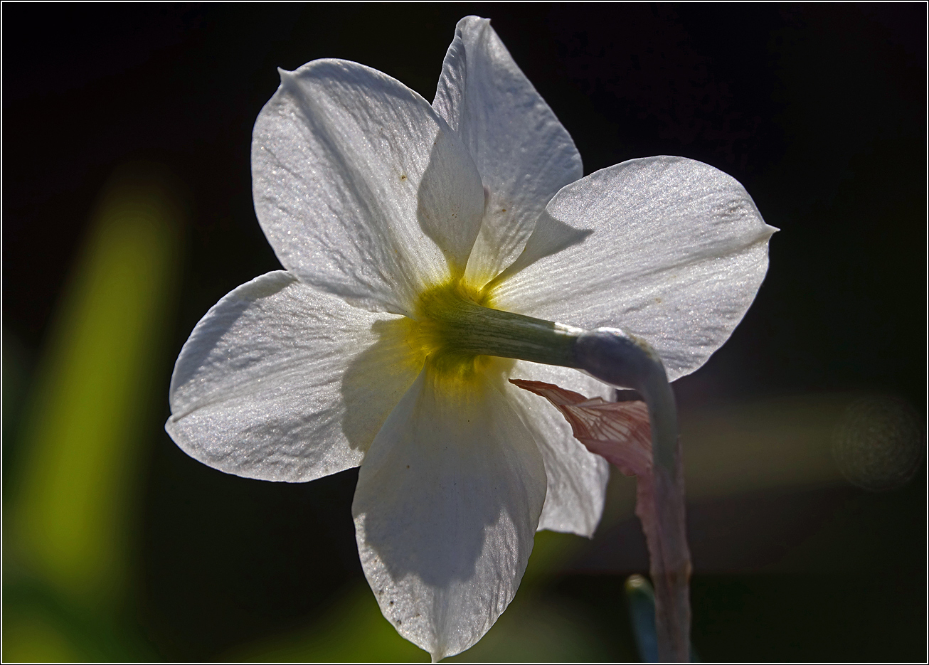 Image of Narcissus × incomparabilis specimen.