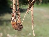 Orobanche callieri. Нижняя часть извлечённого из земли растения с корнем растения-хозяина (Erodium cicutarium). Крым, Севастополь, Байдарская дол., опушка лиственного леса, закустаренная поляна. 29 мая 2025 г.