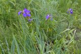 Iris setosa