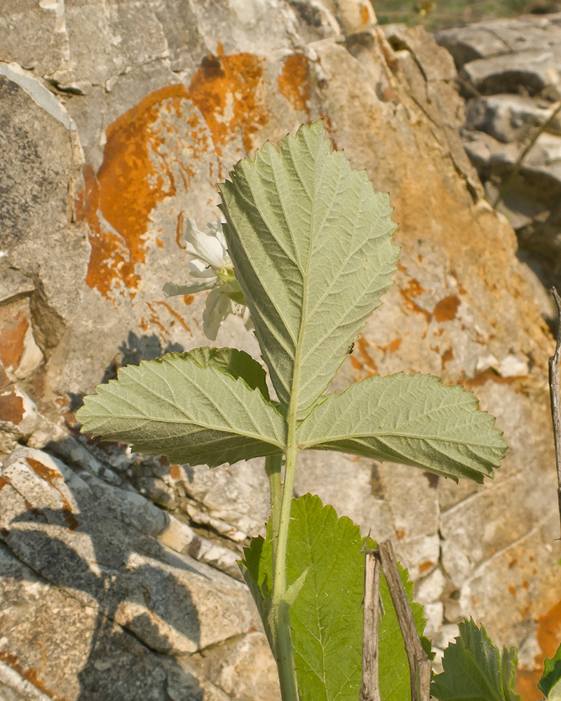 Image of genus Rubus specimen.