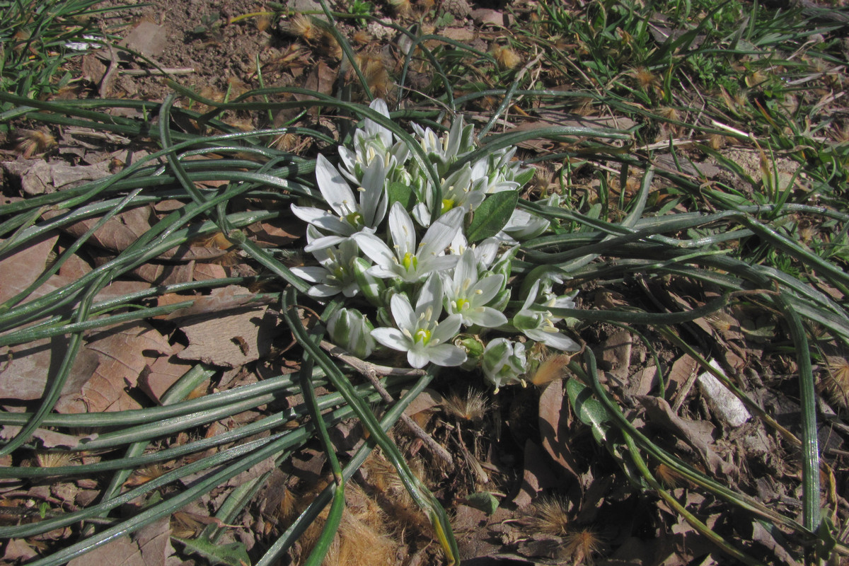 Изображение особи Ornithogalum refractum.