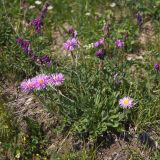 Erigeron venustus