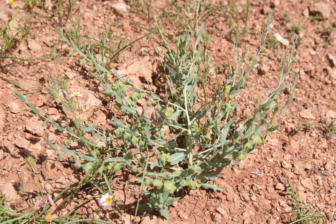 Image of Caccinia macranthera specimen.