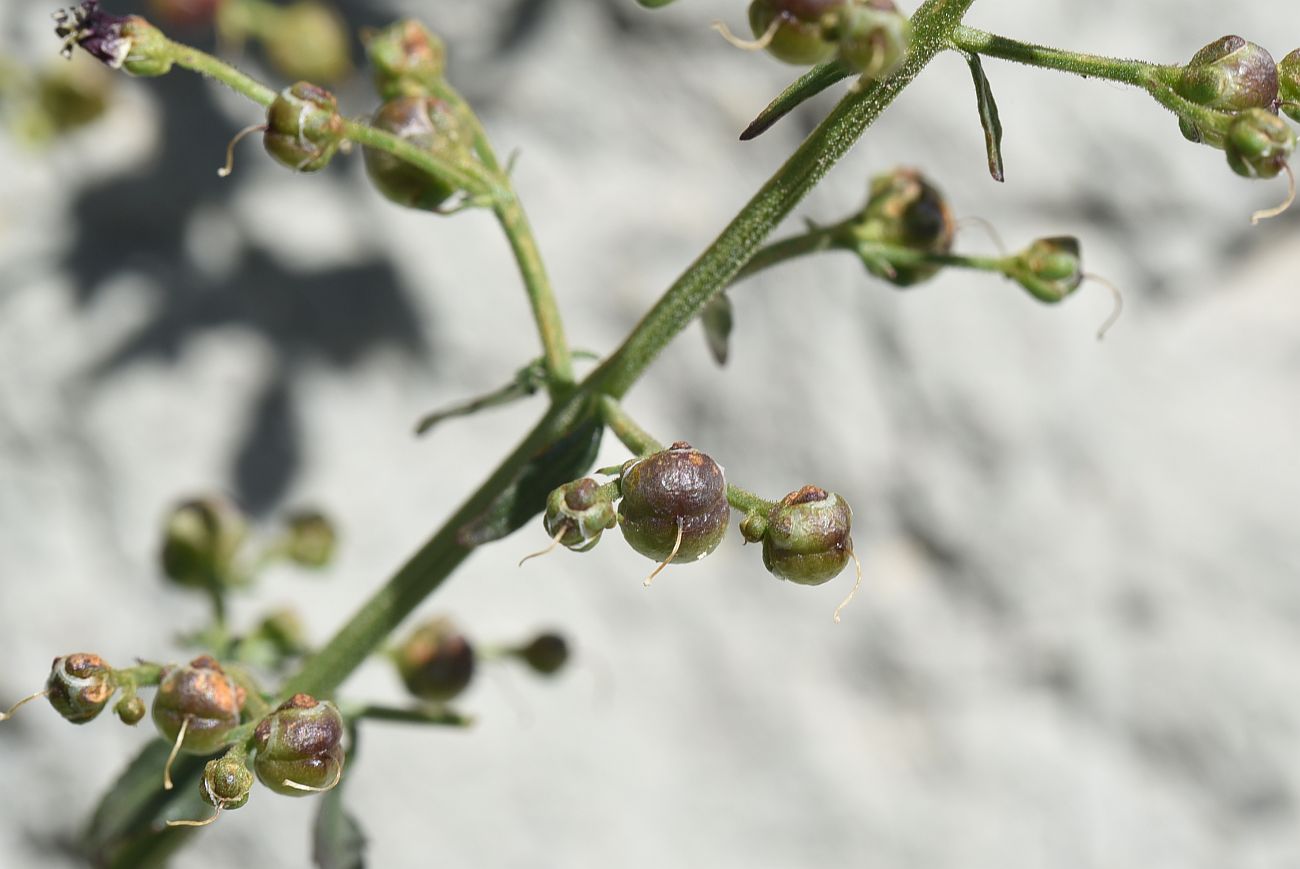Изображение особи род Scrophularia.