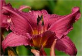 Hemerocallis × hybrida