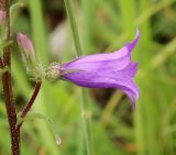 Campanula sibirica. Веточка соцветия с цветками. Дагестан, Буйнакский р-н, подножие Гимринского хр., остепнённый луг с шиповниками и отдельными деревьями на оползающем известняковом склоне. 24.06.2025.