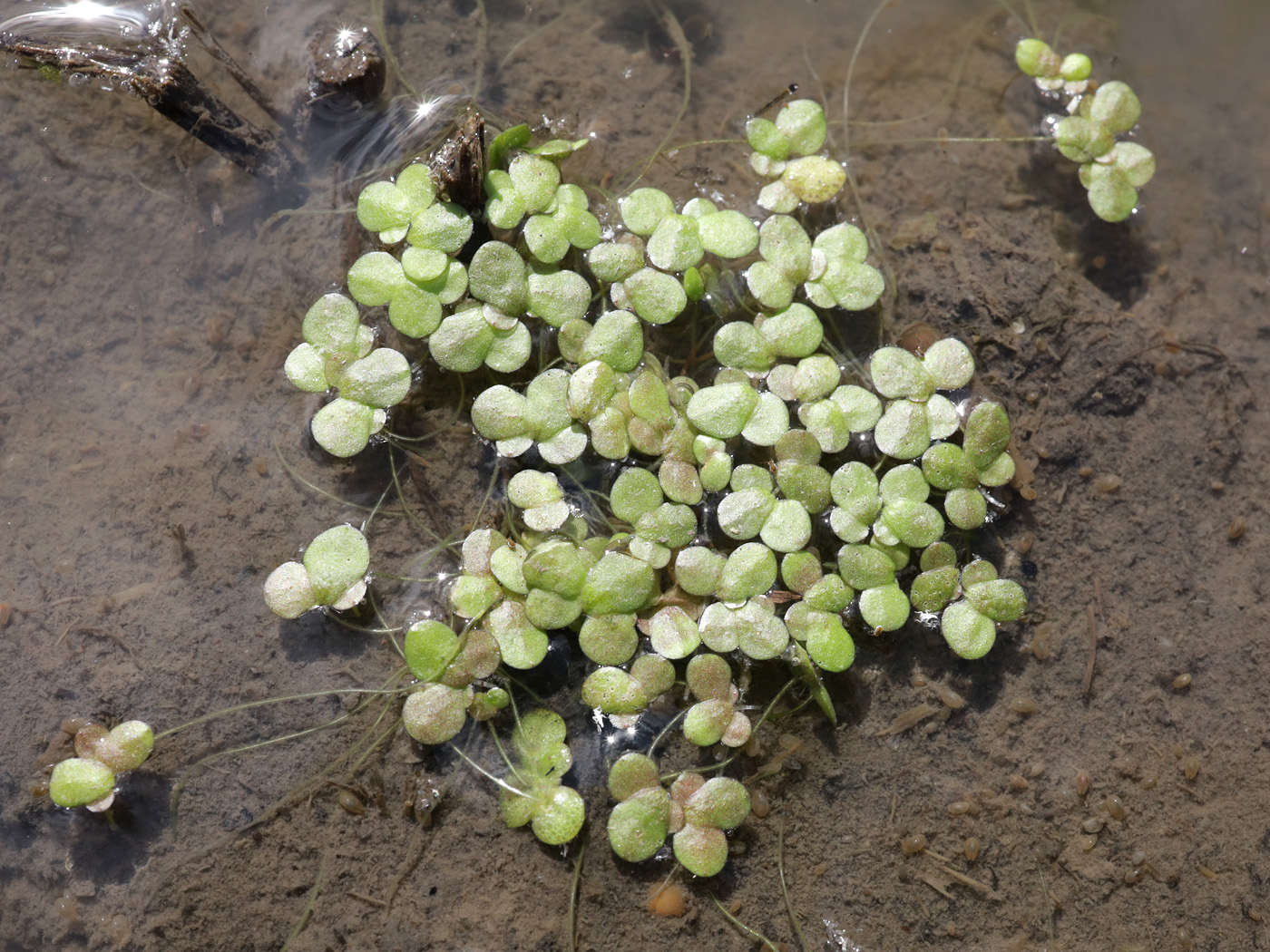 Image of Lemna gibba specimen.