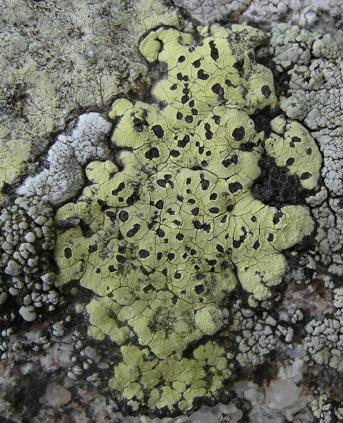 Image of Rhizocarpon lecanorinum specimen.