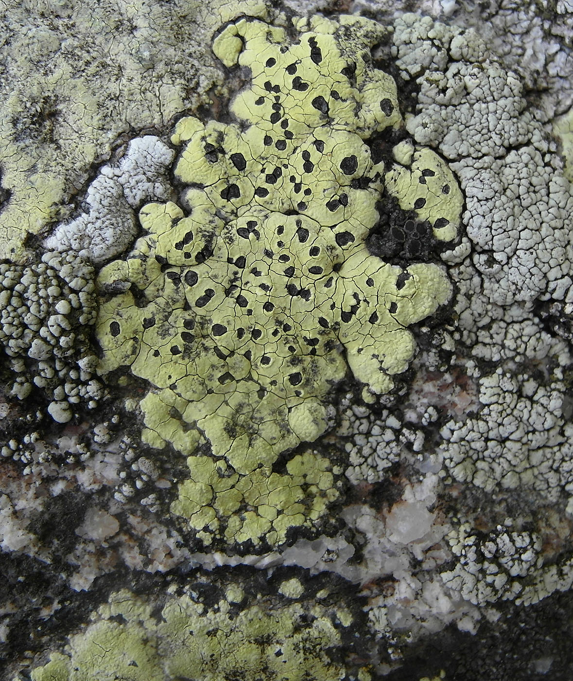 Image of Rhizocarpon lecanorinum specimen.