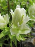 Castilleja hyparctica