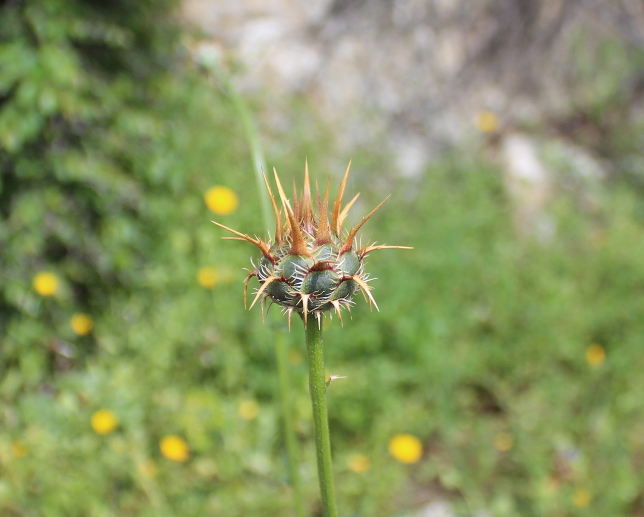 Изображение особи Centaurea sintenisiana.