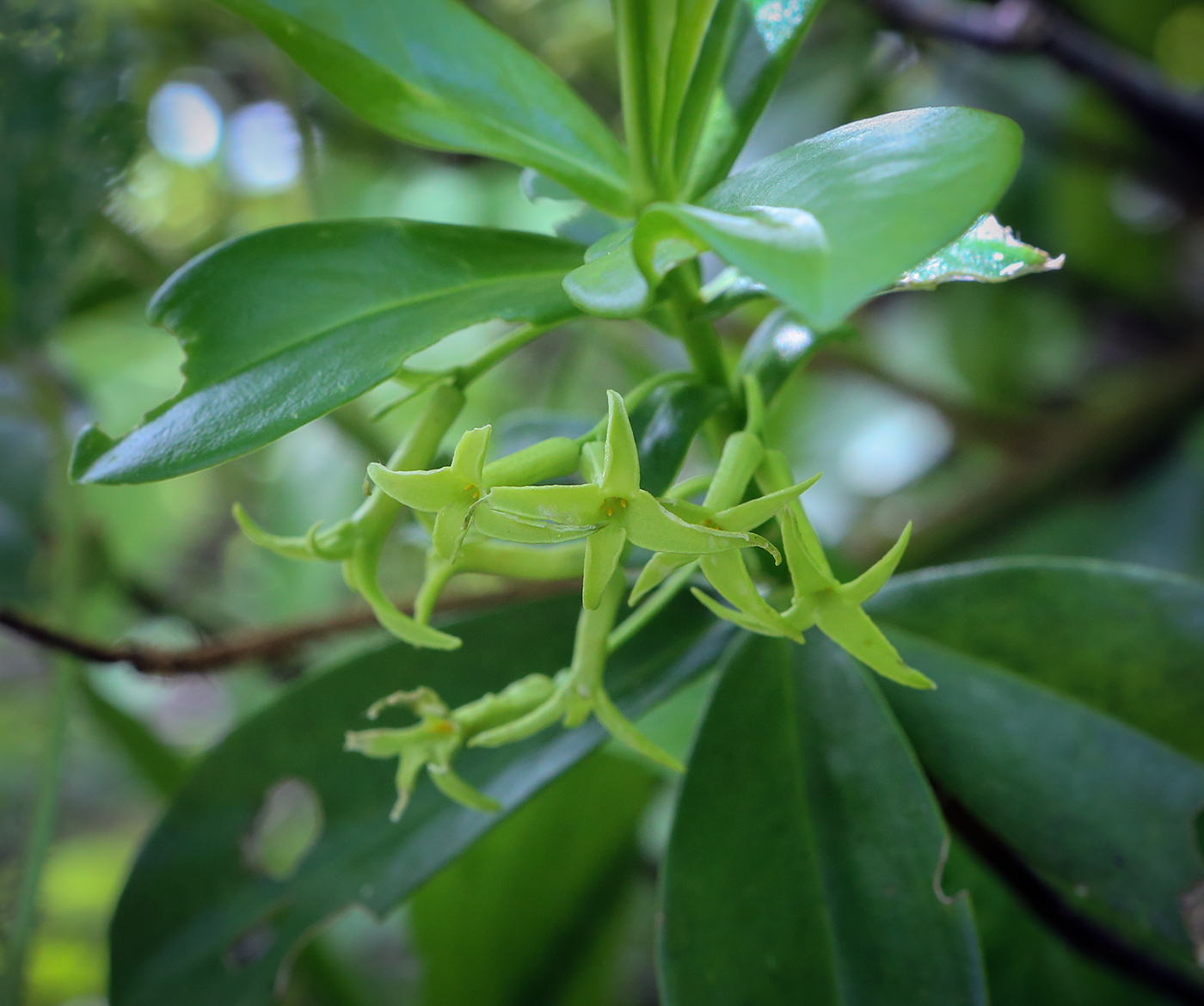 Изображение особи Daphne pontica.