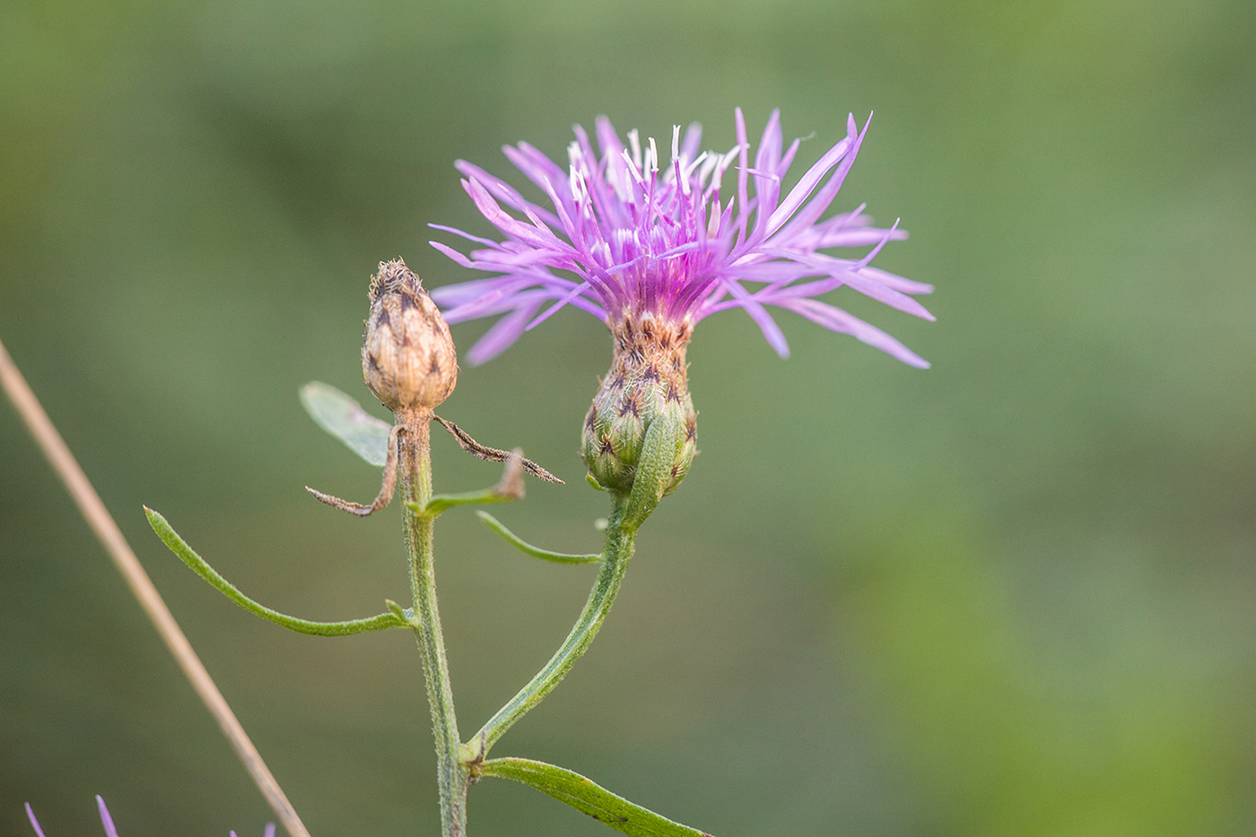 Image of Centaurea stoebe specimen.