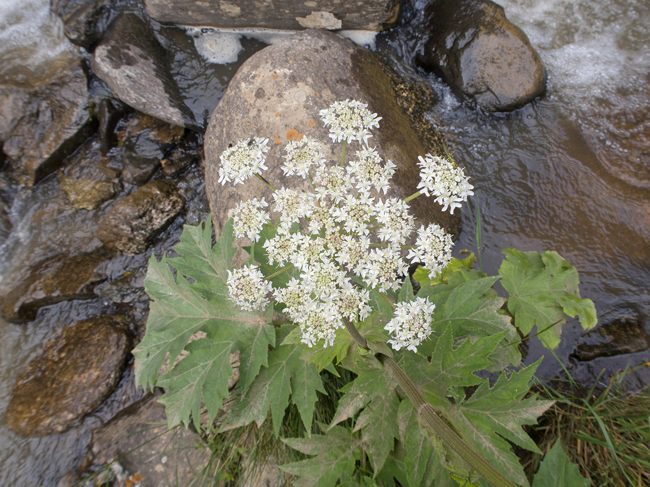Изображение особи Heracleum asperum.
