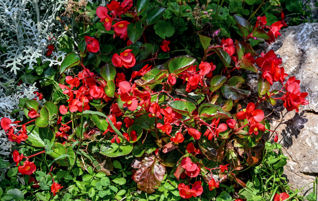 Изображение особи Begonia &times; hortensis.