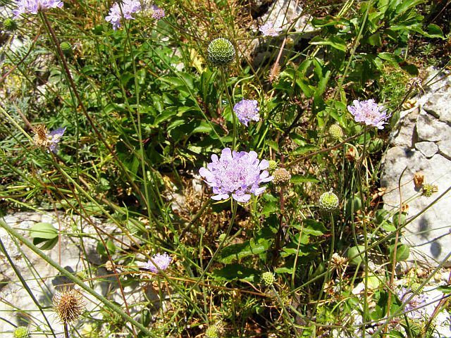 Image of Scabiosa columbaria specimen.